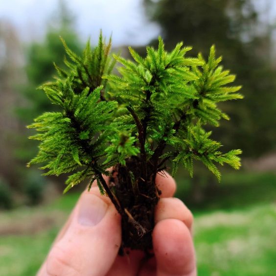 American Tree Moss