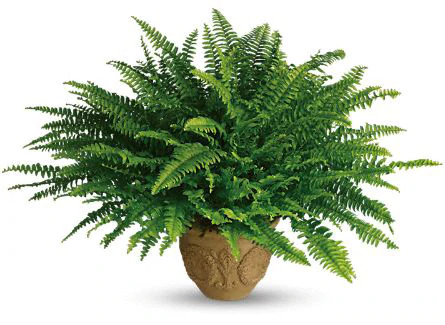 Boston Fern