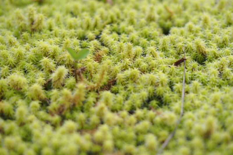 Catherine's Moss