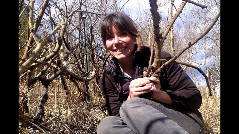 Collecting & Preparing Branches