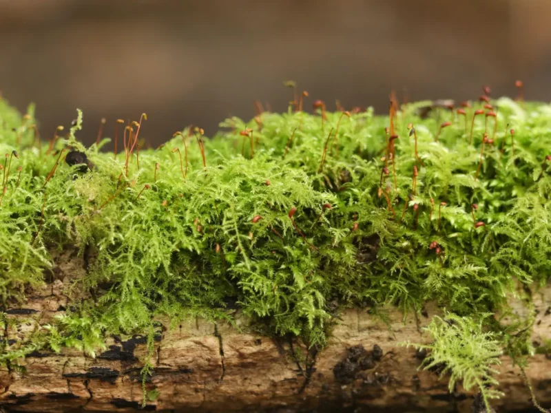 Common Tamarisk Moss.jpg