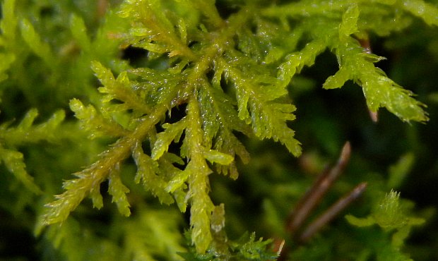 Delicate Fern Moss