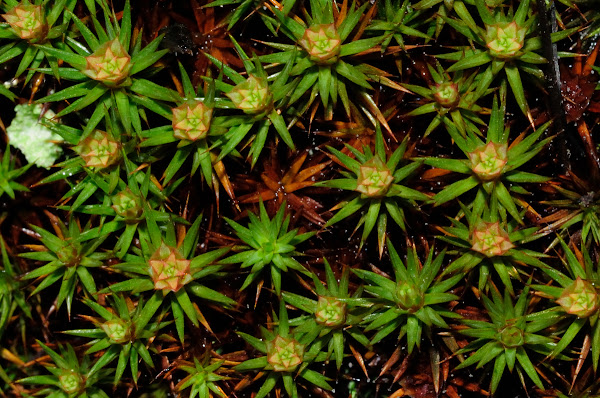 Dwarf Hair Cap Moss