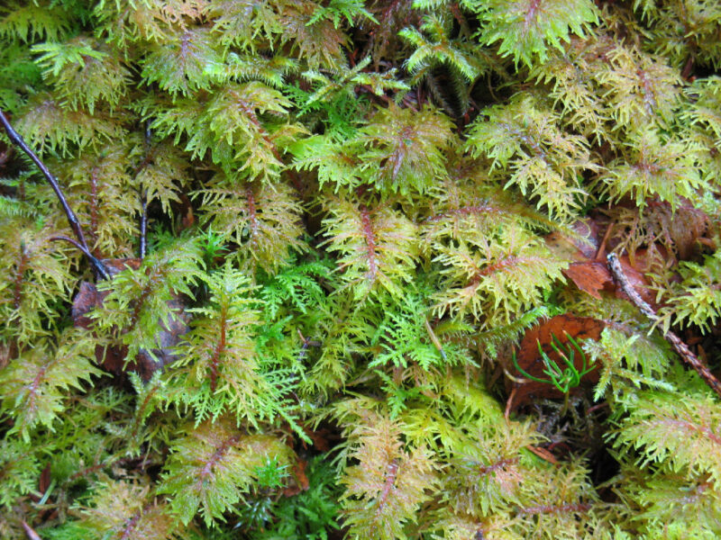 Glittering Wood Moss