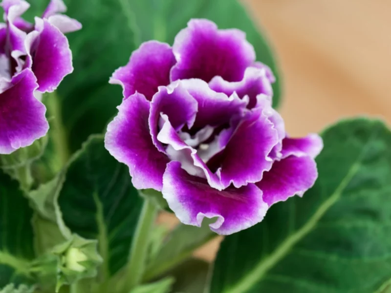 Gloxinia .jpg