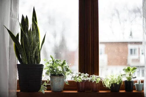 Greenify the Windowsill .jpg