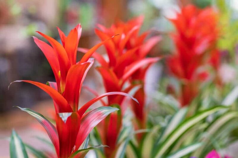 Guzmania (Tufted Airplant)