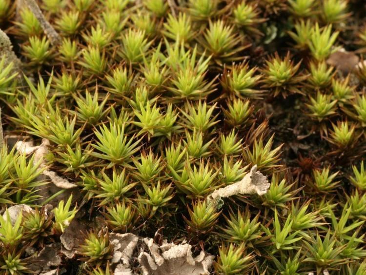 Juniper Moss