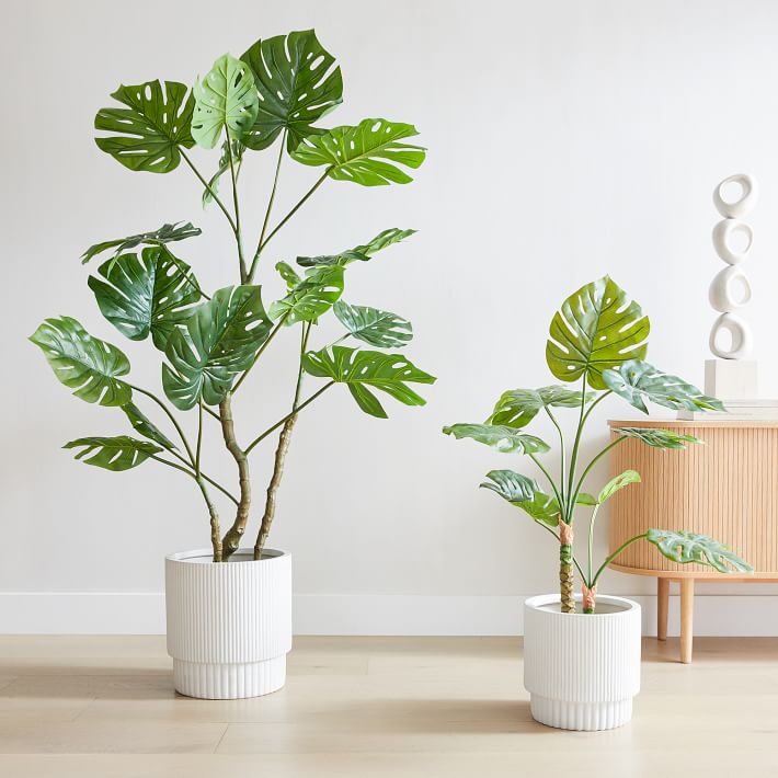 Monstera Plant