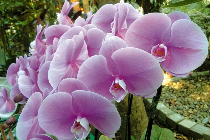 Moth Orchid