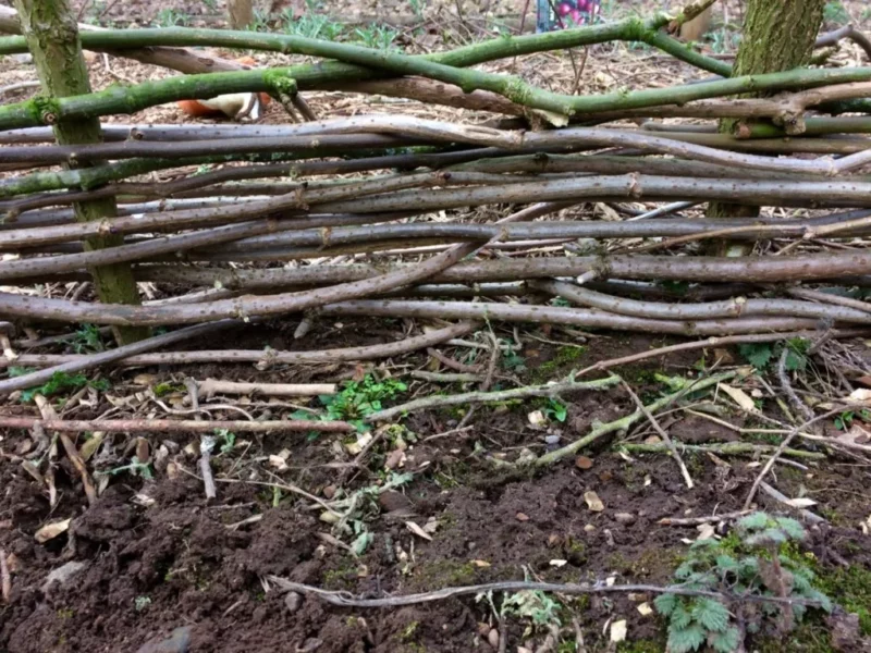 Osier as Wattle Fence .jpg