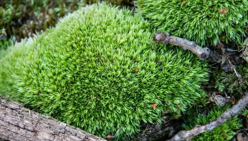 Pincushion Moss