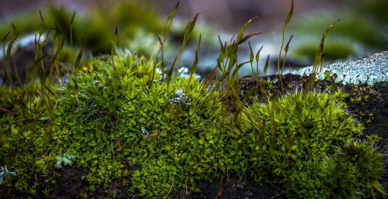 Rigid Beard Moss