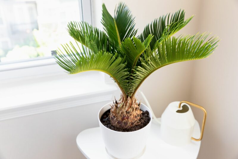 Sago Palm