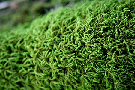 Shiny Seductive Moss