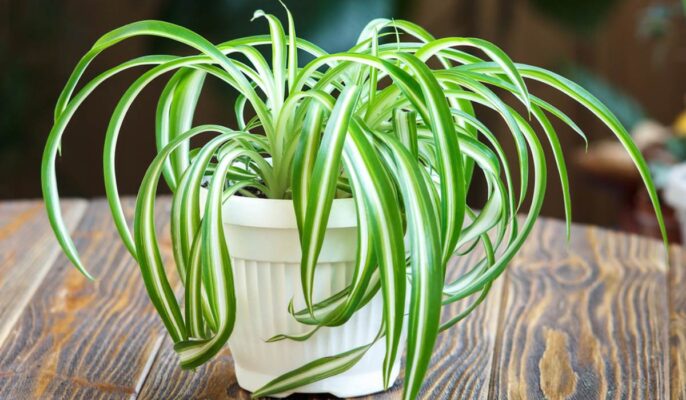 Spider Plant