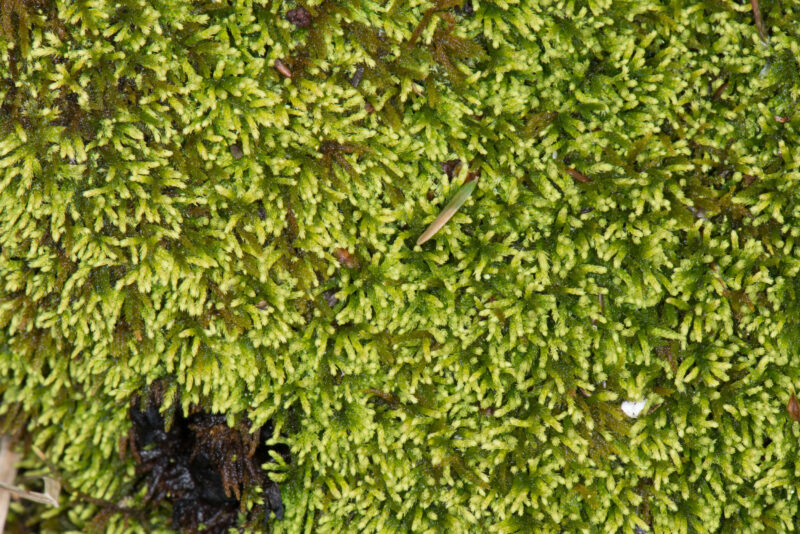 Spoon-Leaved Moss