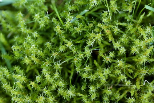 Square Goose Neck Moss