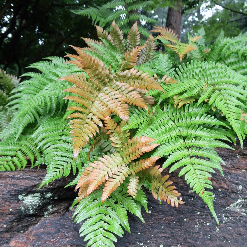 The Autumn Fern