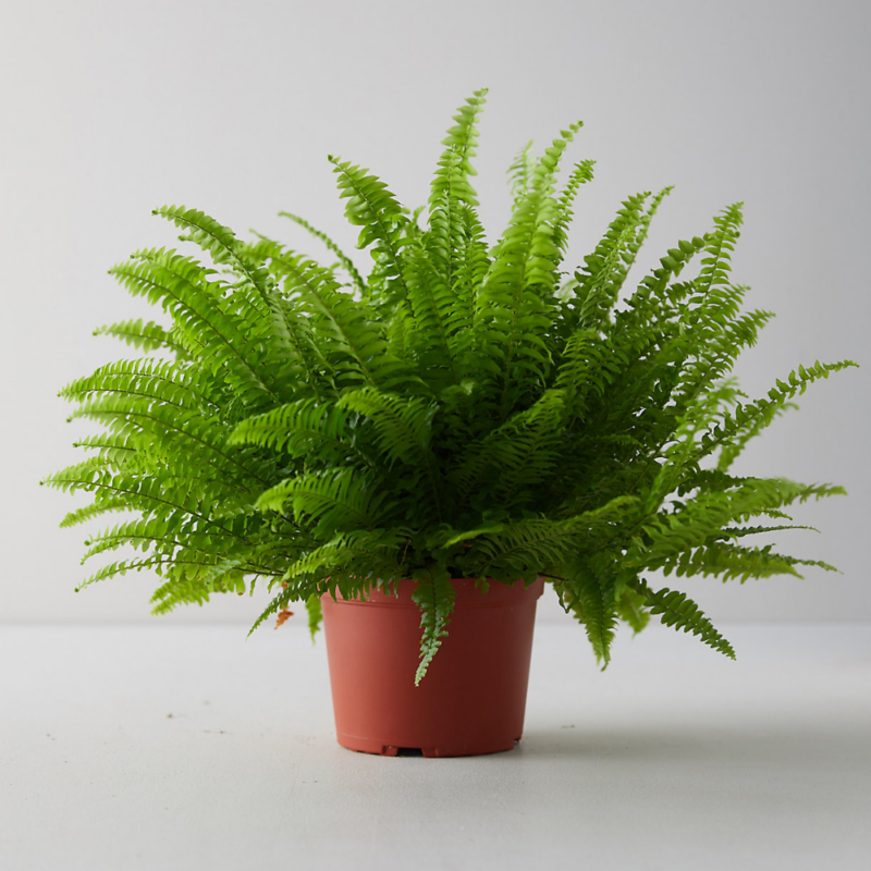 The Boston Fern