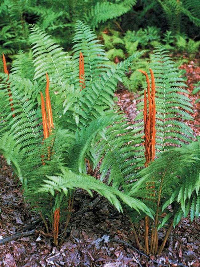 The Cinnamon Fern