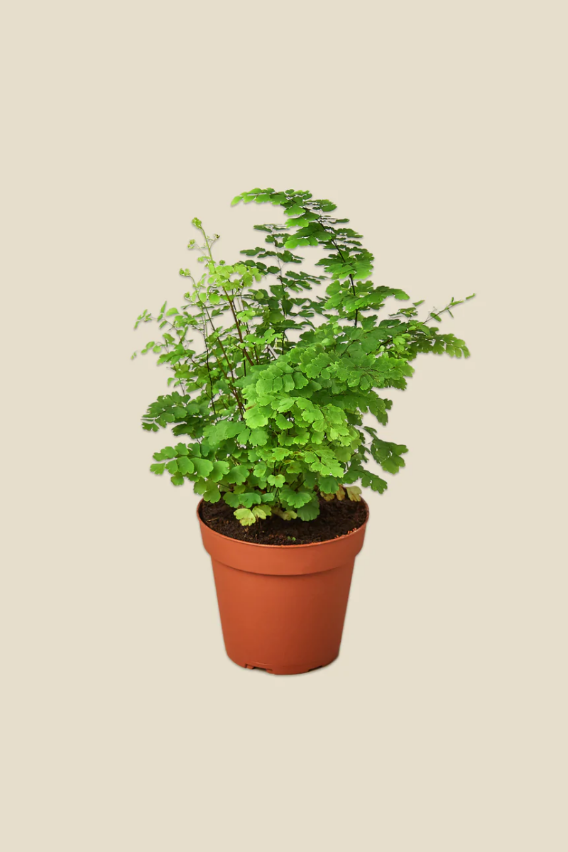 The Delta Maidenhair Fern