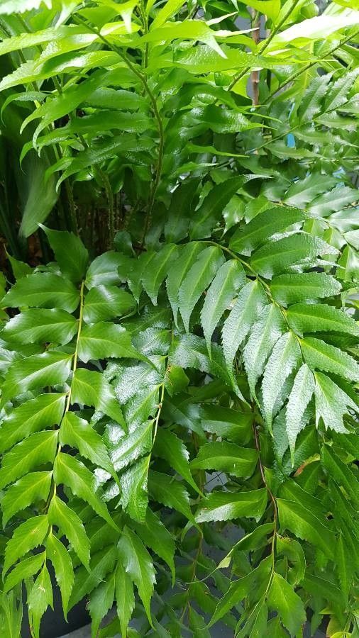 The Holly Fern