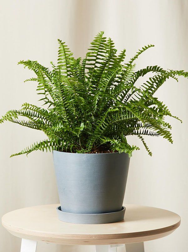 The Kimberley Queen Fern