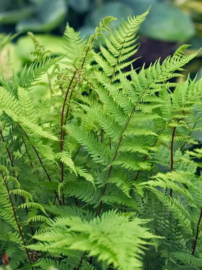 The Lady Fern