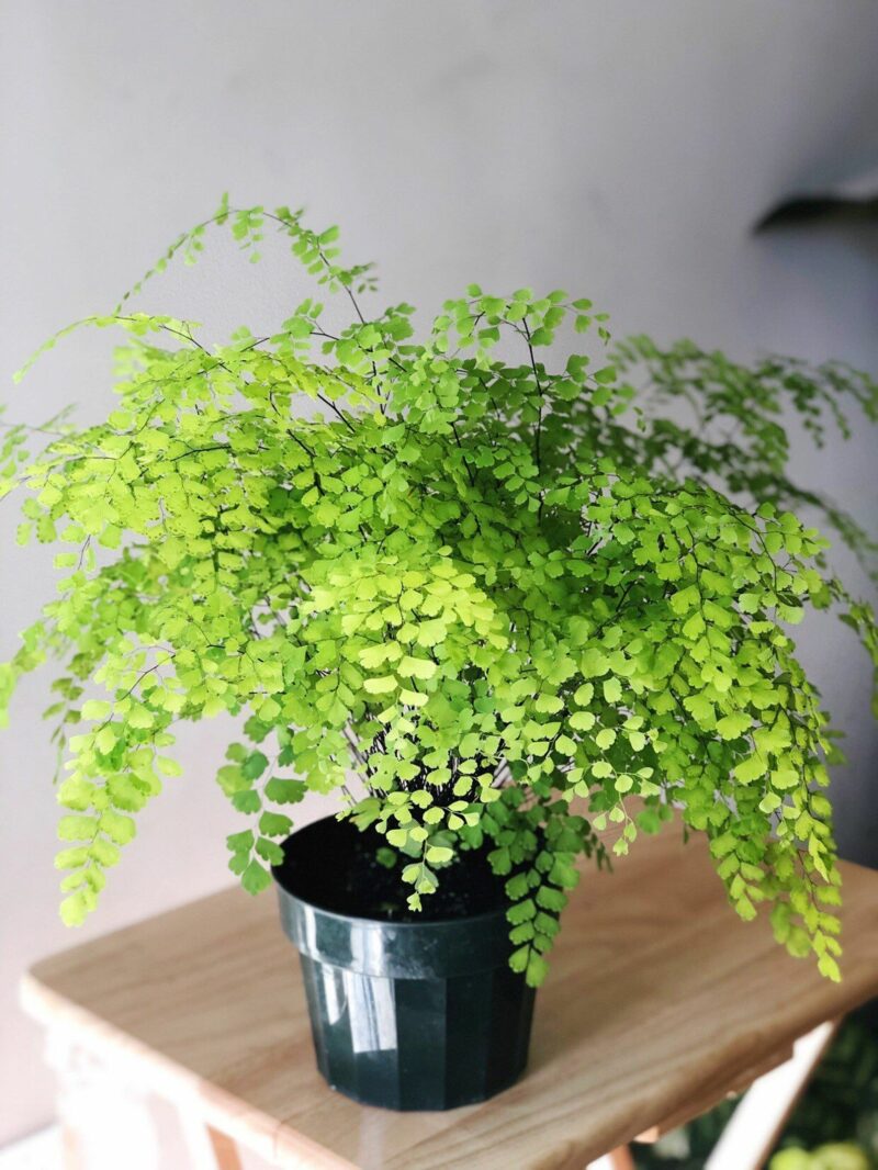 The Maidenhair Fern