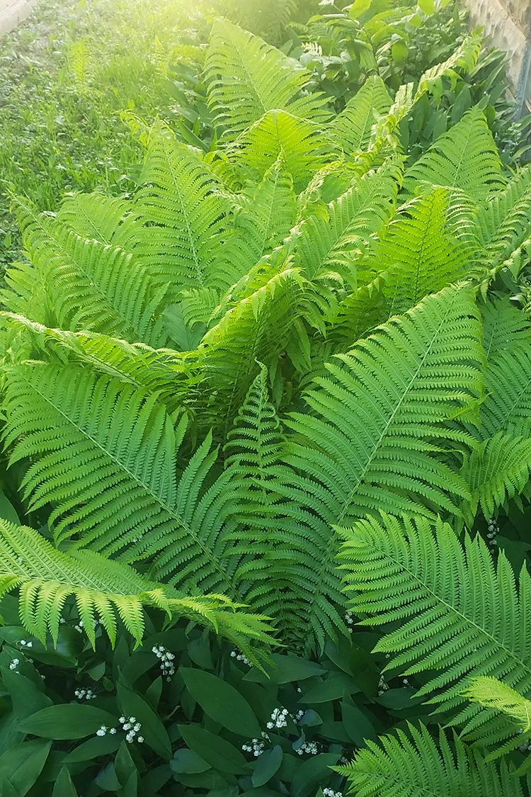 The Ostrich Fern