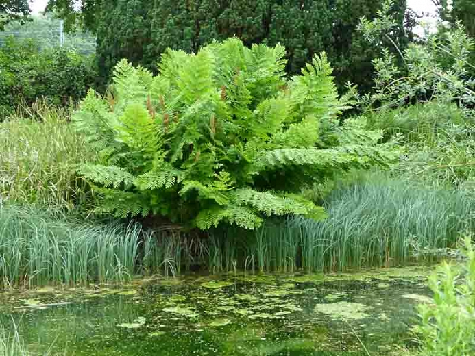 The Royal Fern