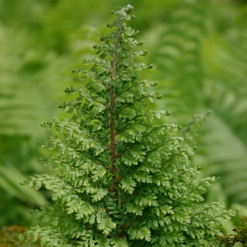 The Soft Shield Fern