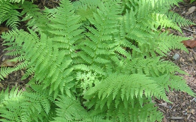 The Southern Wood Fern