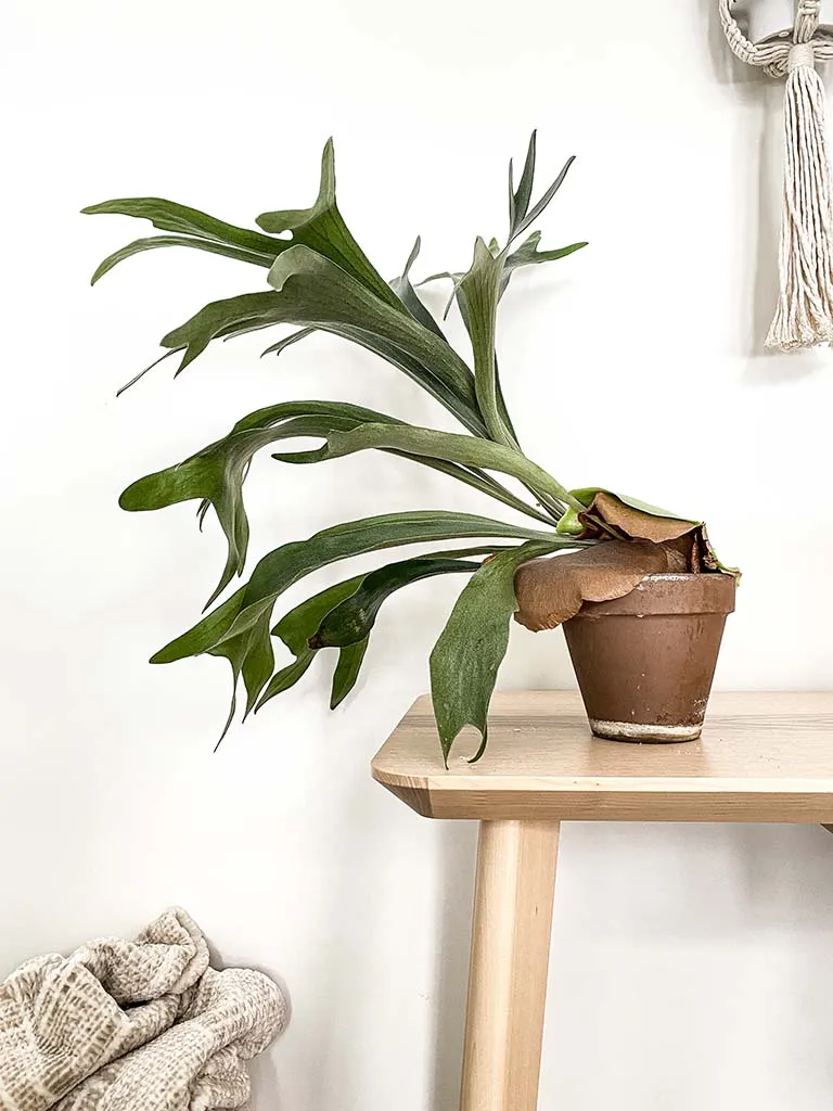 The Staghorn Fern